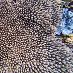 Acropora tenuis
