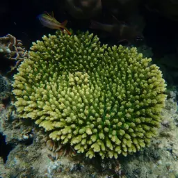 Acropora tenuis, photo 2