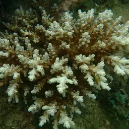 Acropora tenuis, photo 3