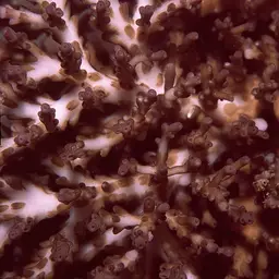 Acropora tenuis, photo 4