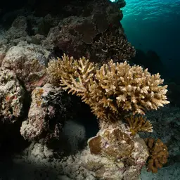 Acropora tenuis, photo 5
