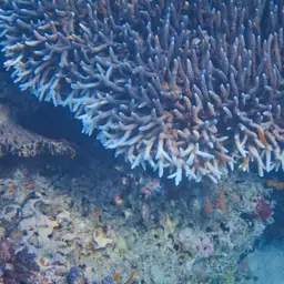 Table Coral, photo 2