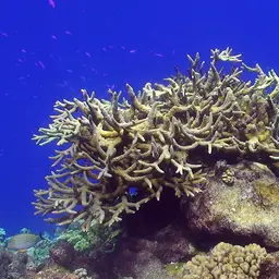 Table Coral, photo 3