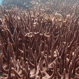 Table Coral, photo 1