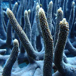 Table Coral, photo 4