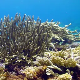 Table Coral, photo 5