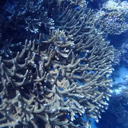 Table Coral, photo 6