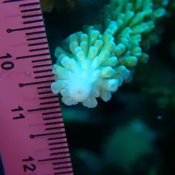 Table Coral, photo 7