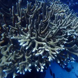 Table Coral, photo 8