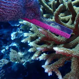 Table Coral, photo 9