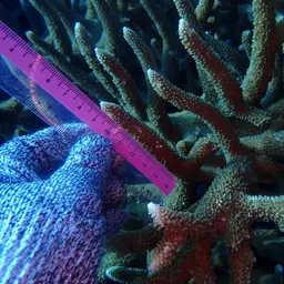 Table Coral, photo 10