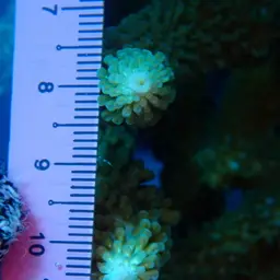 Table Coral, photo 11