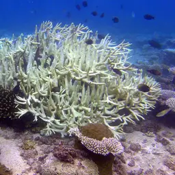 Table Coral, photo 12