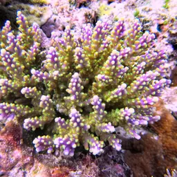 Bushy Staghorn Coral