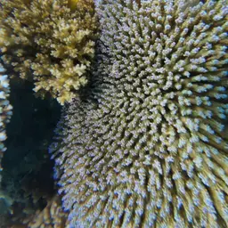 Bushy Staghorn Coral, photo 2