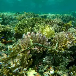 Bushy Staghorn Coral, photo 3