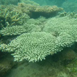Bushy Staghorn Coral, photo 4