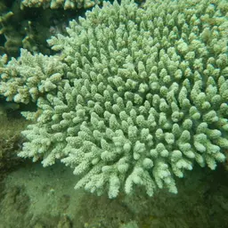 Bushy Staghorn Coral, photo 5