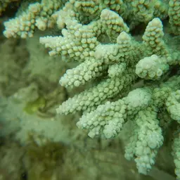 Bushy Staghorn Coral, photo 6