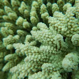 Bushy Staghorn Coral, photo 7