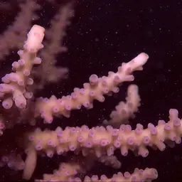 Staghorn Coral, photo 1