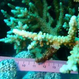 Staghorn Coral, photo 2