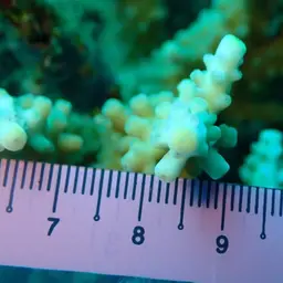 Staghorn Coral, photo 3