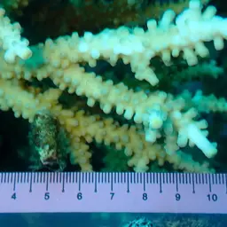 Staghorn Coral, photo 4