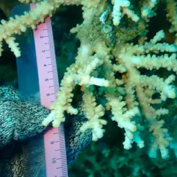 Staghorn Coral, photo 5