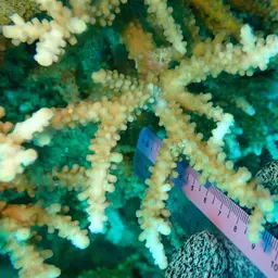 Staghorn Coral, photo 6