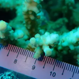 Staghorn Coral, photo 7