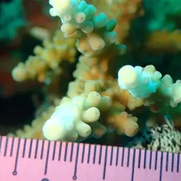 Staghorn Coral, photo 8