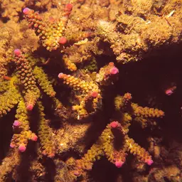 Staghorn Coral, photo 9