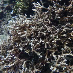 Staghorn Coral, photo 10