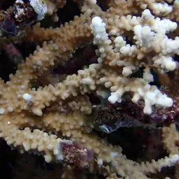 Staghorn Coral, photo 11