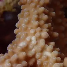 Staghorn Coral, photo 12