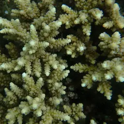 Staghorn Coral, photo 2