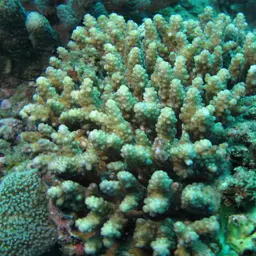 Staghorn Coral, photo 3