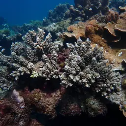 Staghorn Coral, photo 4