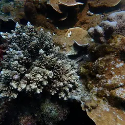 Staghorn Coral, photo 5