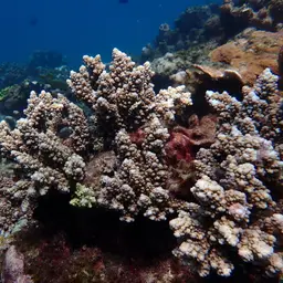 Staghorn Coral, photo 6