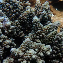 Staghorn Coral, photo 7
