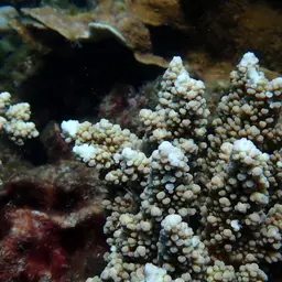 Staghorn Coral, photo 8