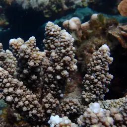 Staghorn Coral, photo 1