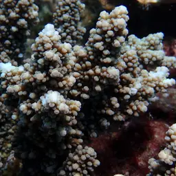 Staghorn Coral, photo 9