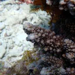 Staghorn Coral, photo 10