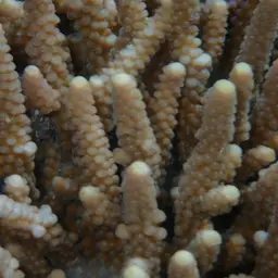 Staghorn Coral, photo 11