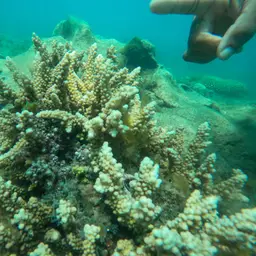 Staghorn Coral, photo 12