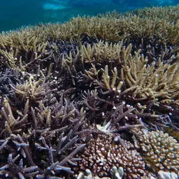 Bali Green Stony Coral, photo 2