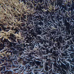 Bali Green Stony Coral, photo 3